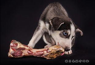 狗狗吃生肉多久驱虫