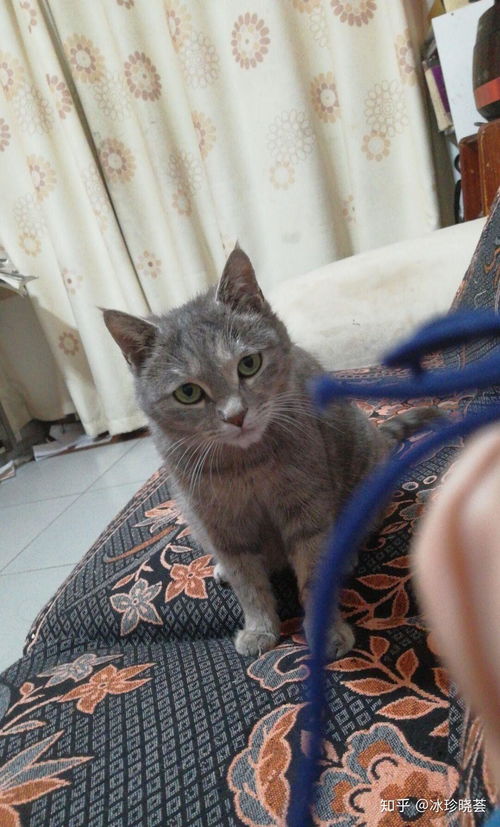 如何教猫咪温柔