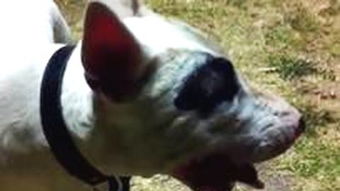 牛头梗斗牛犬哪个好