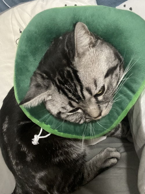 猫戴伊丽莎白圈多久
