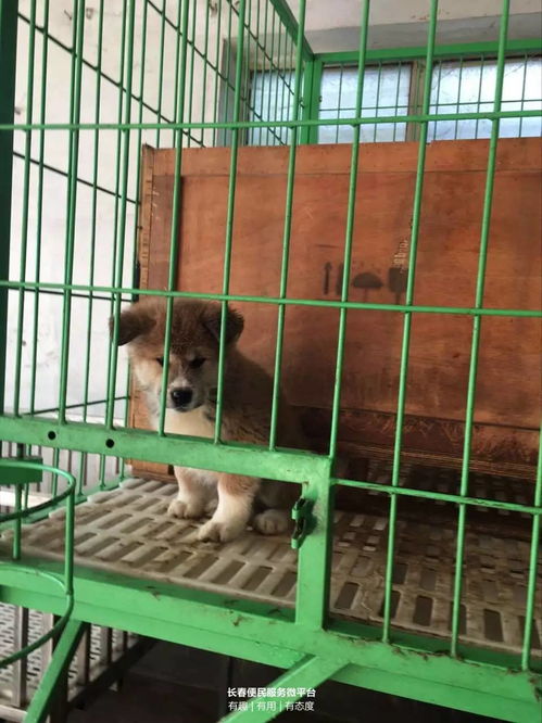 长春哪里有卖狗狗的