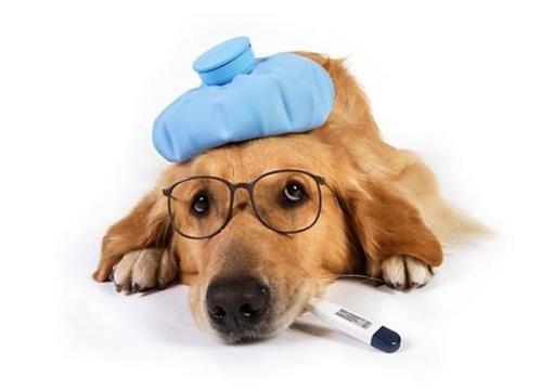 狗狗生病了去哪里看病