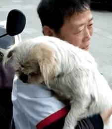 狗走丢了多久回家