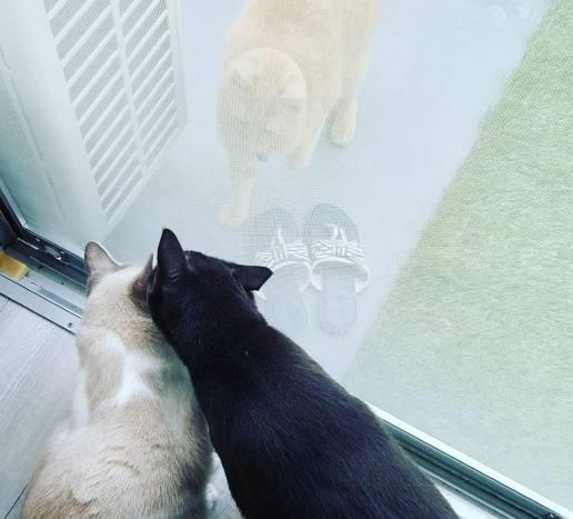 猫从怀孕到生要多久