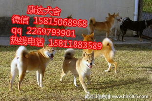 哪里的犬舍好