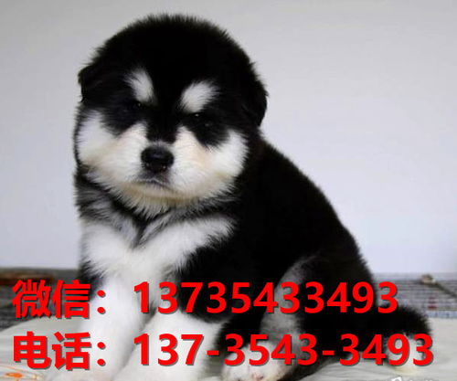 买宠物狗在哪个平台