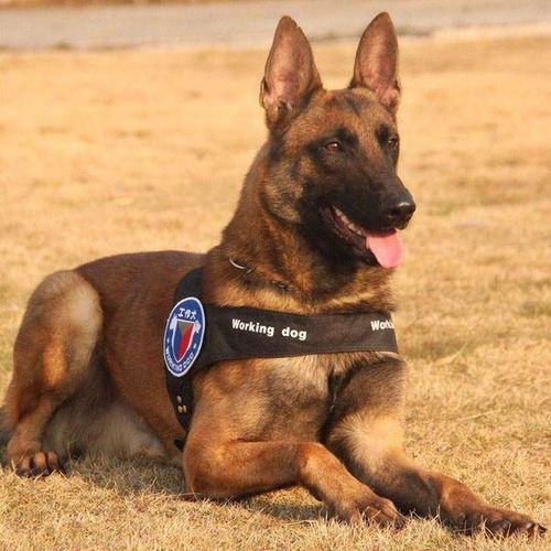 马犬和德牧哪个最护主