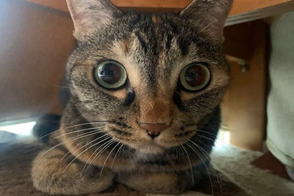 小猫的特点有哪些
