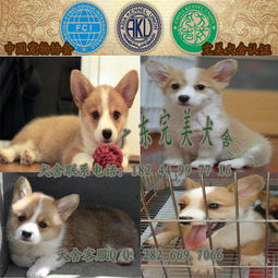 哪里有卖宠物犬