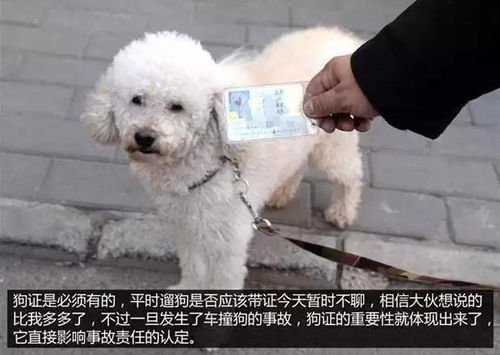 狗狗被车撞了如何处理
