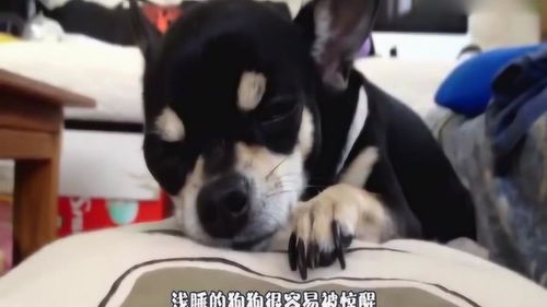 狗狗睡午觉睡多久