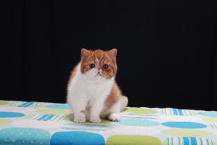 徐州有哪些猫舍