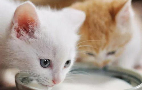 猫吃酸奶会怎么样