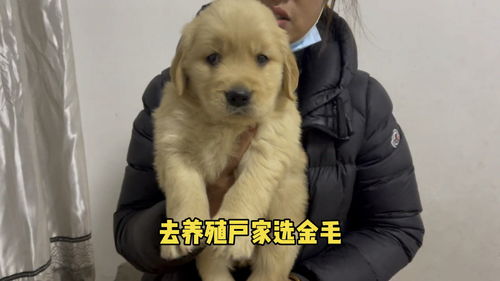 如何挑选金毛犬