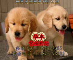 金毛幼犬哪里买