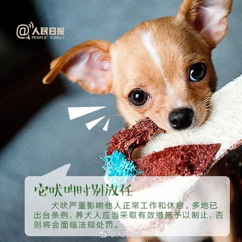 如何正确养狗