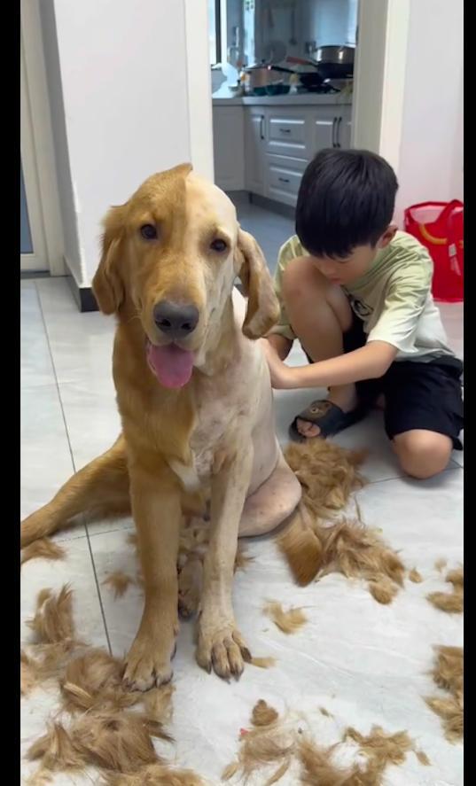 如何给金毛犬剃毛