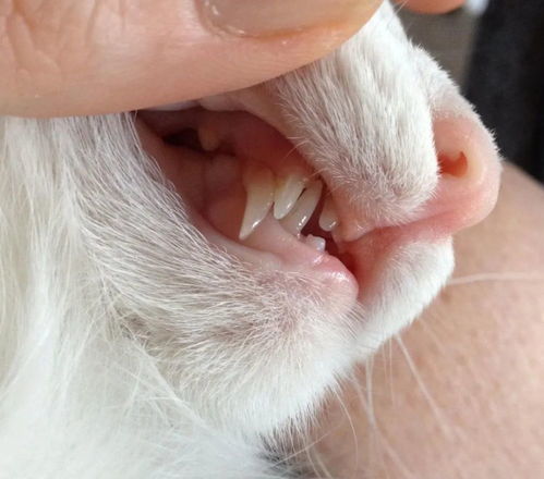 小猫换牙要换多久
