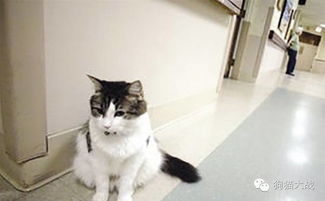 小猫多久就不会夭折