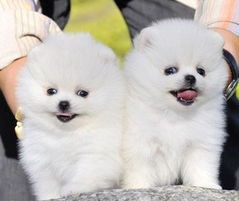 哪里有纯种博美犬卖