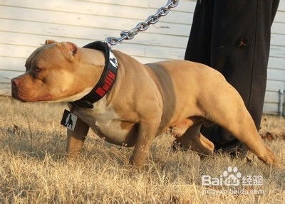 如何训练比特幼犬