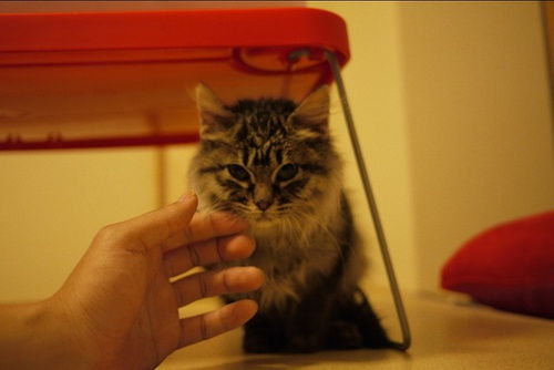 哪些地方小猫