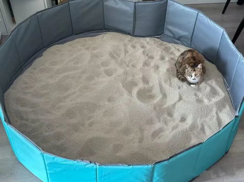 哪里有卖猫砂的