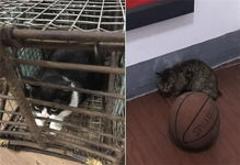 猫笼子哪里有卖的
