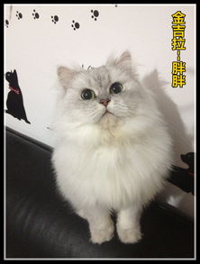折耳虎斑和蓝猫哪个好