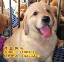威海哪里有卖金毛犬的