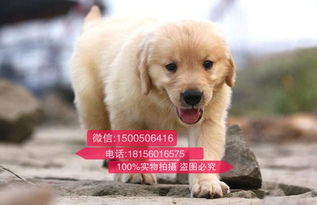 哪里买宠物狗靠谱