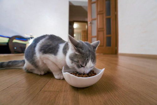 猫吃了狗粮会怎么样