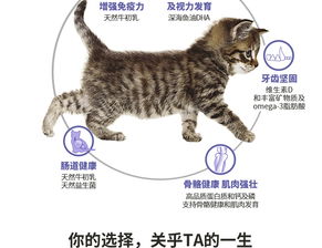 冠能全价幼猫粮怎么样
