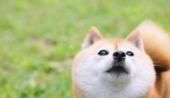 秋田犬怀孕要多久