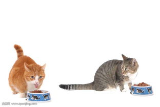如何缓解猫咪的焦虑