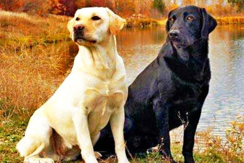 拉布拉多犬和泰迪哪个好