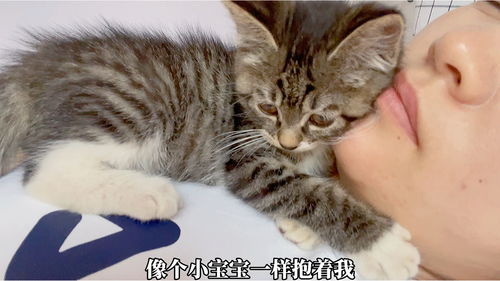 哪里有小猫咪领养