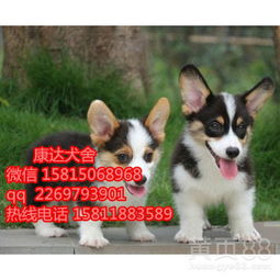 柯基犬广州哪里有卖的