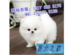 广州哪里购买宠物狗
