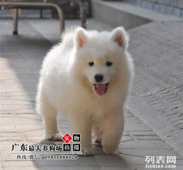 深圳哪里有买萨摩耶犬