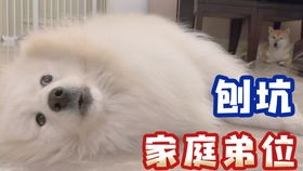 柴犬和宠物狗哪个聪明