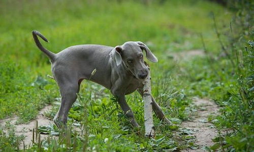 枪猎犬有哪些品种