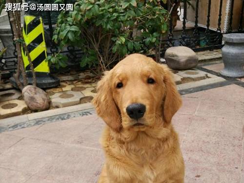 金毛幼犬淋雨会怎么样