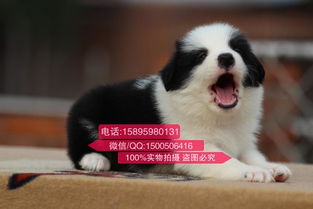 成都哪里能卖狗