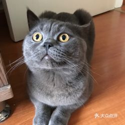 上海猫哪里买