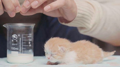 如何给小奶猫喂奶