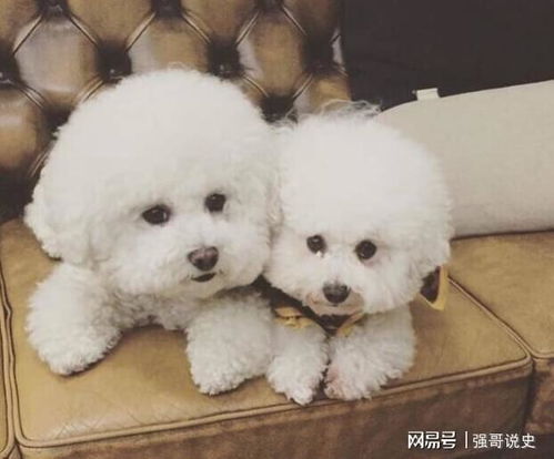 比熊犬智力如何