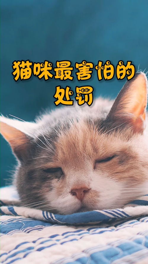 如何惩罚猫咪