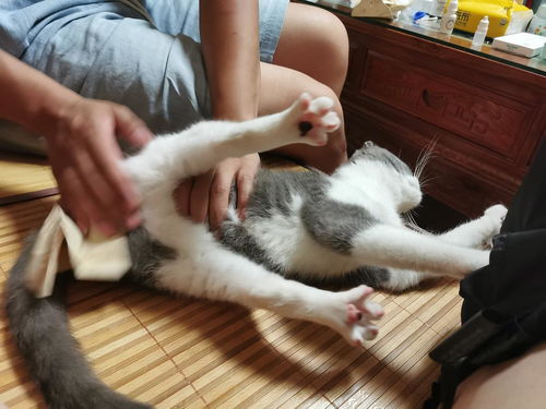 母猫多久开始发情