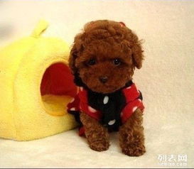 腊肠犬和泰迪哪个价格贵